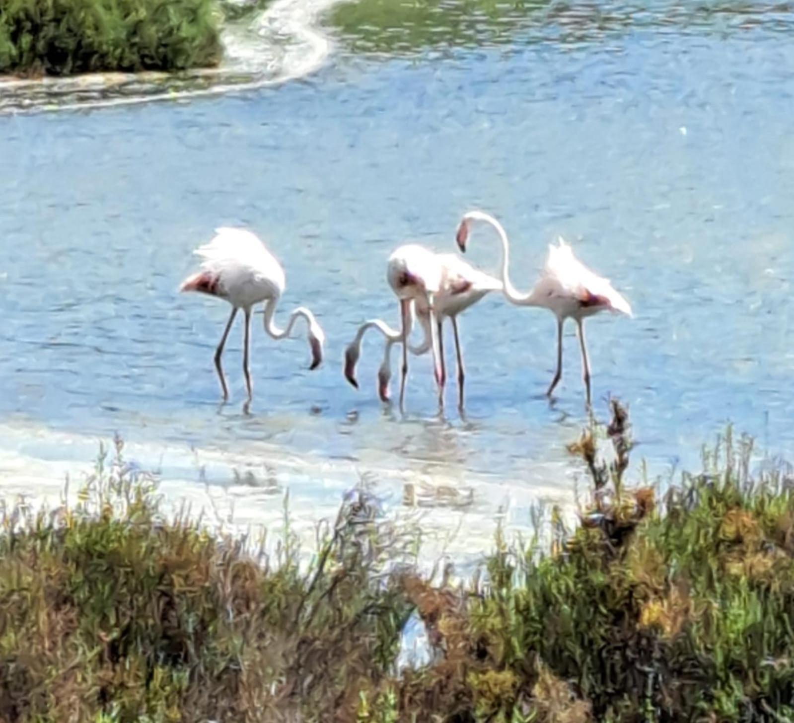 Apartamento Santa Pola, En Playa Del Tamarit Con Piscina. Buitenkant foto